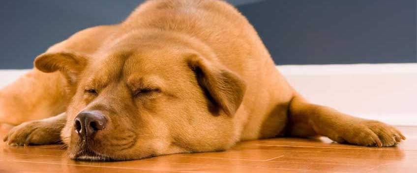 Which wooden floors work the best with dogs